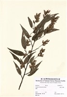 藏品(細齒千金榆)的圖片